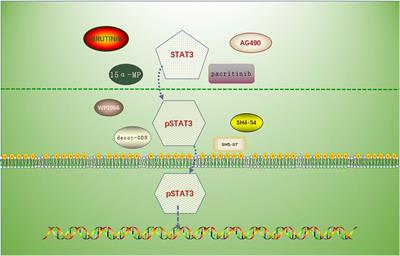 Roles of STAT3 in the pathogenesis and treatment of glioblastoma